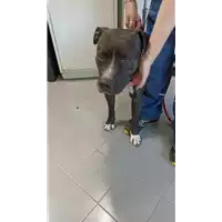 Foto dell\'animale cane - Matr. 2022/0844 - Microchip 380260044542866