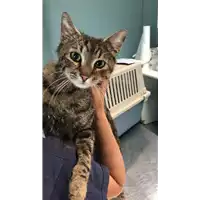 Foto dell\'animale gatto - Matr. 2022/0846 - Microchip 380260044476550