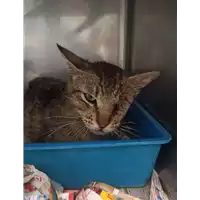 Foto dell\'animale gatto - Matr. 2022/0849 - Microchip 380260044477078