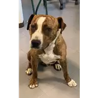 Foto dell\'animale cane - Matr. 2022/0851 - Microchip 380260044477071
