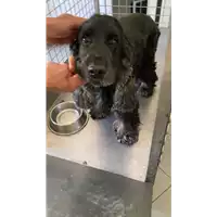 Foto dell\'animale cane - Matr. 2022/0854 - Microchip 380260000867023