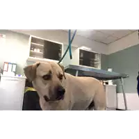 Foto dell\'animale cane - Matr. 2019/0655 - Microchip 380260043872876