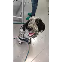 Foto dell\'animale cane - Matr. 2022/0855 - Microchip 380260101181895
