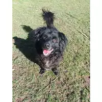 cane - Matr. 2021/1473 - Microchip 380260044476121