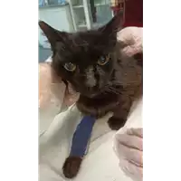 Foto dell\'animale gatto - Matr. 2022/0859 - Microchip 380260044476505