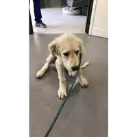 Foto dell\'animale cane - Matr. 2022/0861 - Microchip 380260044477029