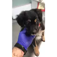 Foto dell\'animale cane - Matr. 2022/0828 - Microchip 380260044476970