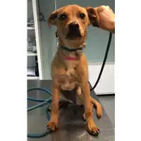 Foto dell\'animale cane - Matr. 2022/0863 - Microchip 380260044549284