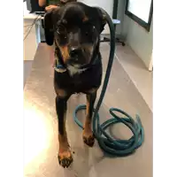 Foto dell\'animale cane - Matr. 2022/0864 - Microchip 380260044549766