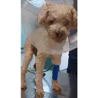 cane - Matr. 2022/0865 - Microchip 380260044549952