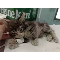 Foto dell\'animale gatto - Matr. 2022/0867 - Microchip 380260044549555