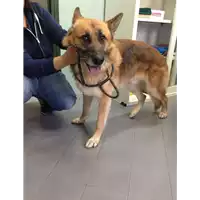 Foto dell\'animale cane - Matr. 2017/0968 - Microchip 380260041404967