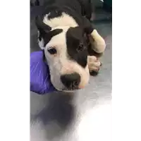 Foto dell\'animale cane - Matr. 2022/0871 - Microchip 380260044551875