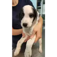 Foto dell\'animale cane - Matr. 2022/0873 - Microchip 380260044551993