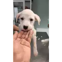 Foto dell\'animale cane - Matr. 2022/0874 - Microchip 380260044551894