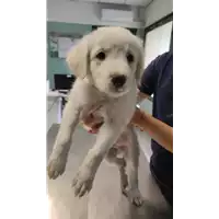 Foto dell\'animale cane - Matr. 2022/0875 - Microchip 380260044551361