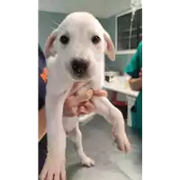 Foto dell\'animale cane - Matr. 2022/0876 - Microchip 380260044552020