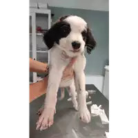 Foto dell\'animale cane - Matr. 2022/0877 - Microchip 380260044551957