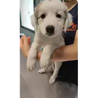 Foto dell\'animale cane - Matr. 2022/0878 - Microchip 380260044551808