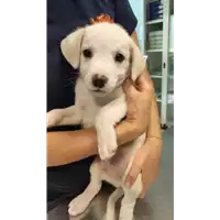 Foto dell\'animale cane - Matr. 2022/0879 - Microchip 380260044551983