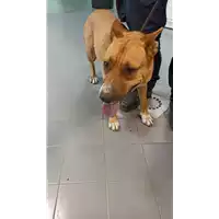 Foto dell\'animale cane - Matr. 2022/0880 - Microchip 380260044551937