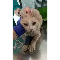 Foto dell\'animale gatto - Matr. 2022/0887 - Microchip 380260044500595