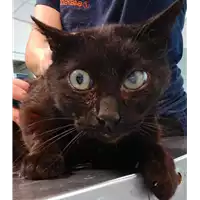 Foto dell\'animale gatto - Matr. 2022/0888 - Microchip 380260044551606