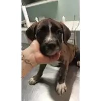 Foto dell\'animale cane - Matr. 2022/0891 - Microchip 380260044551317