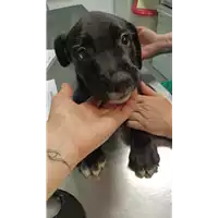 Foto dell\'animale cane - Matr. 2022/0890 - Microchip 380260044551736