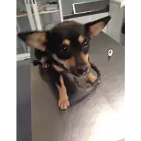 Foto dell\'animale cane - Matr. 2017/0970 - Microchip 380260043257486