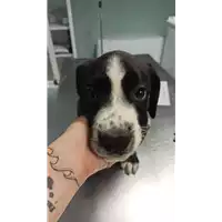 Foto dell\'animale cane - Matr. 2022/0889 - Microchip 380260044551835