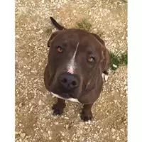 Foto dell\'animale cane - Matr. 2022/0893 - Microchip 380260044551409