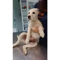 Foto dell\'animale cane - Matr. 2022/0894 - Microchip 380260044551365
