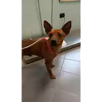Foto dell\'animale cane - Matr. 2022/0895 - Microchip 380260044551502