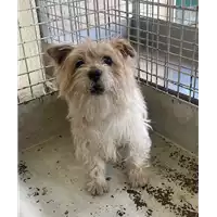 Foto dell\'animale cane - Matr. 2022/0897 - Microchip 380260044549831