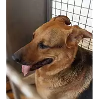 Foto dell\'animale cane - Matr. 2022/0898 - Microchip 380260101751140