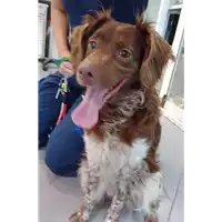 Foto dell\'animale cane - Matr. 2022/0905 - Microchip 380260042902566