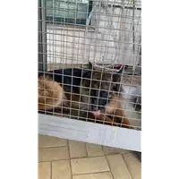 Foto dell\'animale cane - Matr. 2022/0907 - Microchip 380260004245907