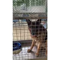 Foto dell\'animale cane - Matr. 2022/0908 - Microchip 380260100643835