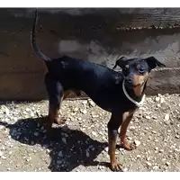 Foto dell\'animale cane - Matr. 2022/0373 - Microchip 380260004300366