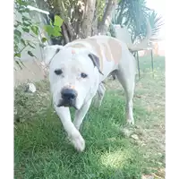Foto dell\'animale cane - Matr. 2021/2257 - Microchip 380260101797943