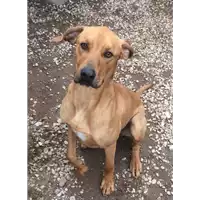 Foto dell\'animale cane - Matr. 2016/1897 - Microchip 380260042789249