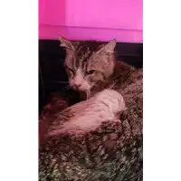 Foto dell\'animale gatto - Matr. 2022/0909 - Microchip 380260044549549