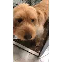 Foto dell\'animale cane - Matr. 2022/0912 - Microchip 380260041409907