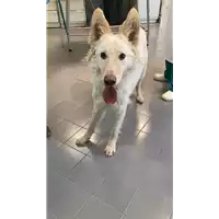 Foto dell\'animale cane - Matr. 2022/0919 - Microchip 380260044549970
