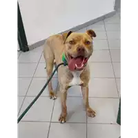 cane - Matr. 2022/0920 - Microchip 380260044549586
