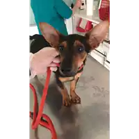 Foto dell\'animale cane - Matr. 2022/0921 - Microchip 380260044549899