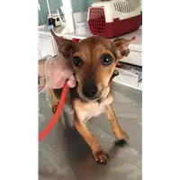 Foto dell\'animale cane - Matr. 2022/0922 - Microchip 380260044550113