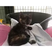 Foto dell\'animale gatto - Matr. 2017/0980 - Microchip 380260043259713