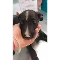 Foto dell\'animale cane - Matr. 2022/0926 - Microchip 380260044549166